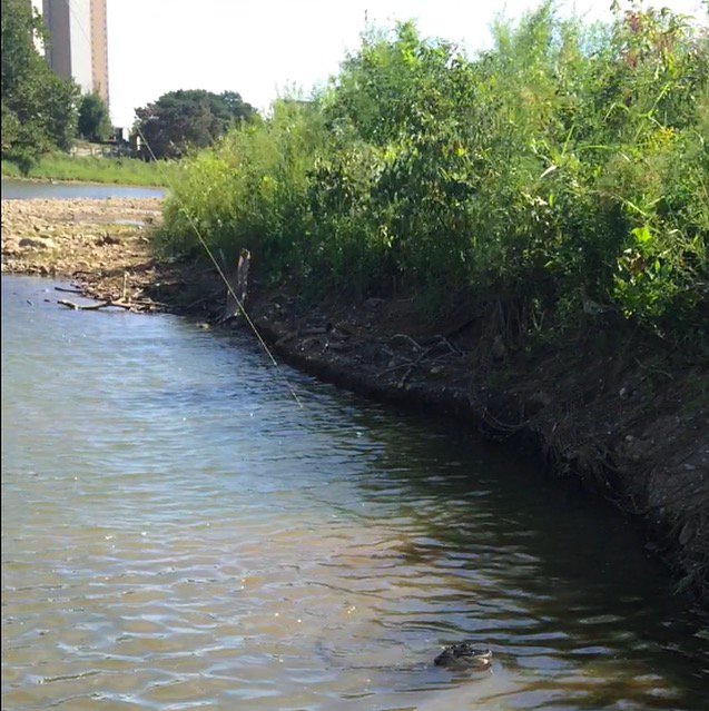 MusselDS's tweet photo. Alligator caught on the Olentangy R. near tOSU campus. @STRIVElab @Thereelbobbyd https://t.co/234eFZGfHH