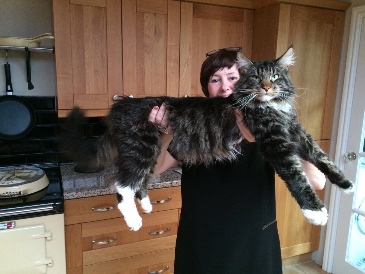 HelpUsFindRocky's tweet photo. @harmonydecorsk6 please #HelpUsFindRocky &amp; post this to your followers 🙏🏼😿💔#MaineCoon #Missing #Hyde #Manchester https://t.co/Pdk2ylNIV7