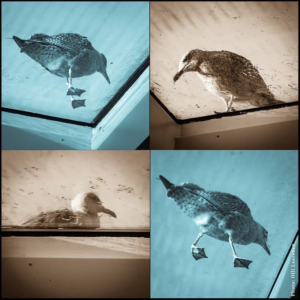 OlliLaasanen's tweet photo. Walking on the #glassroof of the #ship

#gull #bird #tallink #ferry #nature ##oddangle #tr… https://t.co/ryyWiOitfC https://t.co/mC9yPACYAV