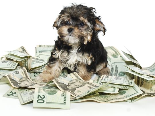 This is how much it really costs to own a dog per year: usat.ly/2bmCLfn (Photo: iStockphoto)