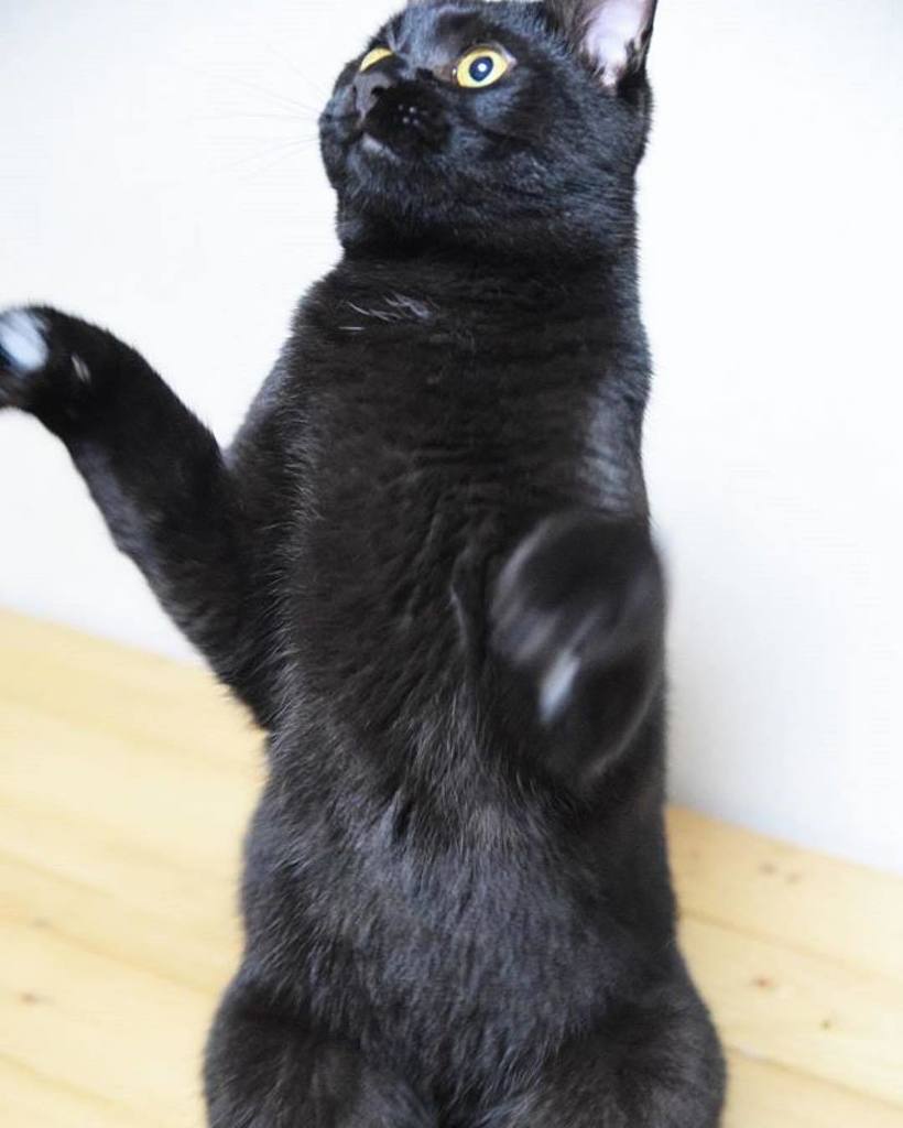 catladybox's tweet image. Proof that cats will soon evolve into the humans WE know they are. 👆🏼
#catsarepeopletoo #bipedal #catswelove
---
//…