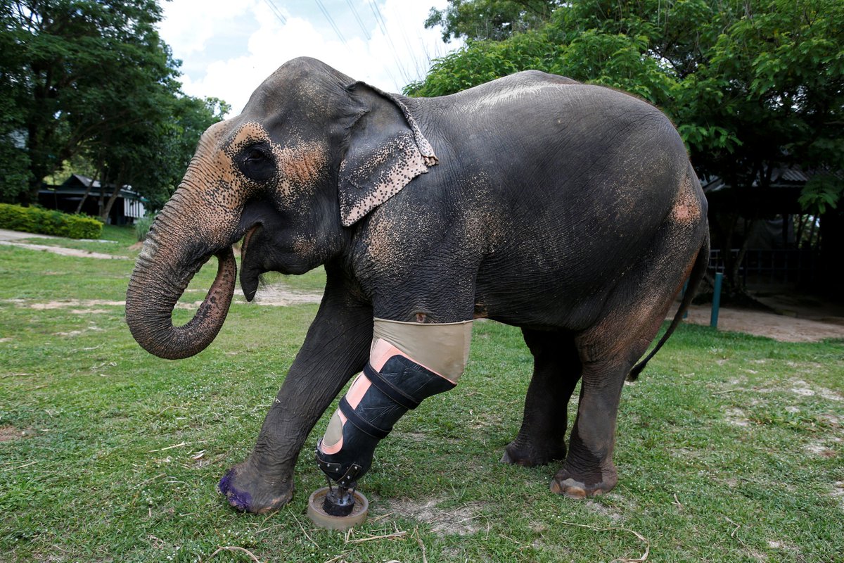 tameryazar's tweet photo. injured by a landmine, but...

thanks to the Friends of the Asian Elephant Foundation in #Lampang , #Thailand @peta https://t.co/2wxa9M3Hal