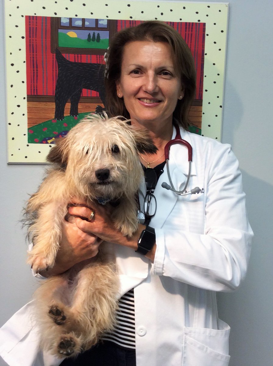 BlueCrossPetVet's tweet photo. Very Exciting News here @BlueCrossPetVet 
Please help us welcome Dr. Anna DiCicco back to Blue Cross!!!! https://t.co/ESgL9kLqpc