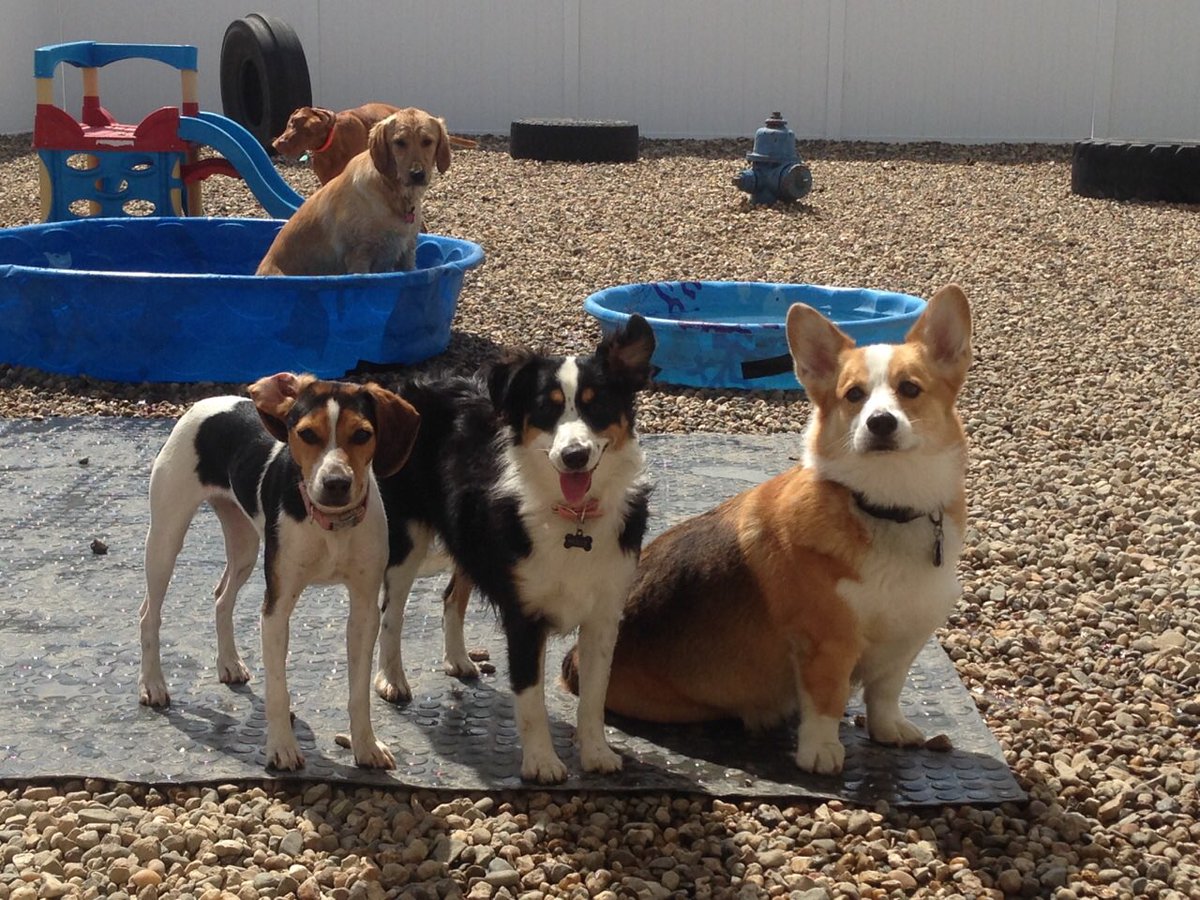HappyDogsWloo's tweet image. Hanging out at Happy Dogs!! #outintheyard