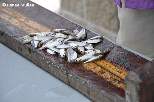 "120 to >500 fish were entering the Illinois River from Emiquon every minute." Read more: nature.org/ourinitiatives…