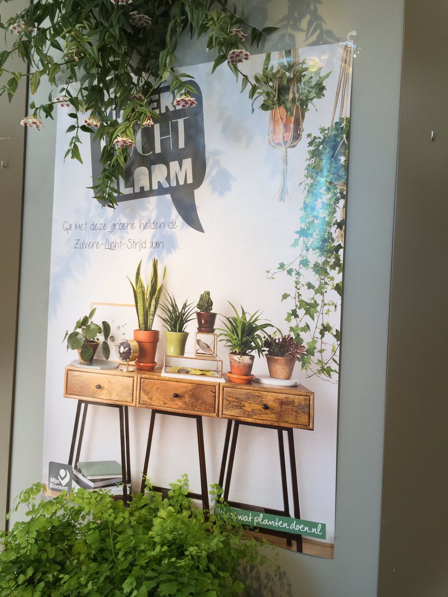 Planten zijn hip en zuiveren de lucht <a href="/watplantendoen/">Mooiwatplantendoen</a>