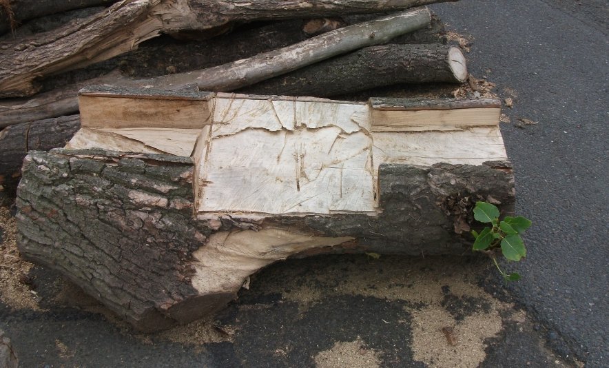 EntoProf's tweet image. There&apos;s life in the old log yet #treepun #optimism