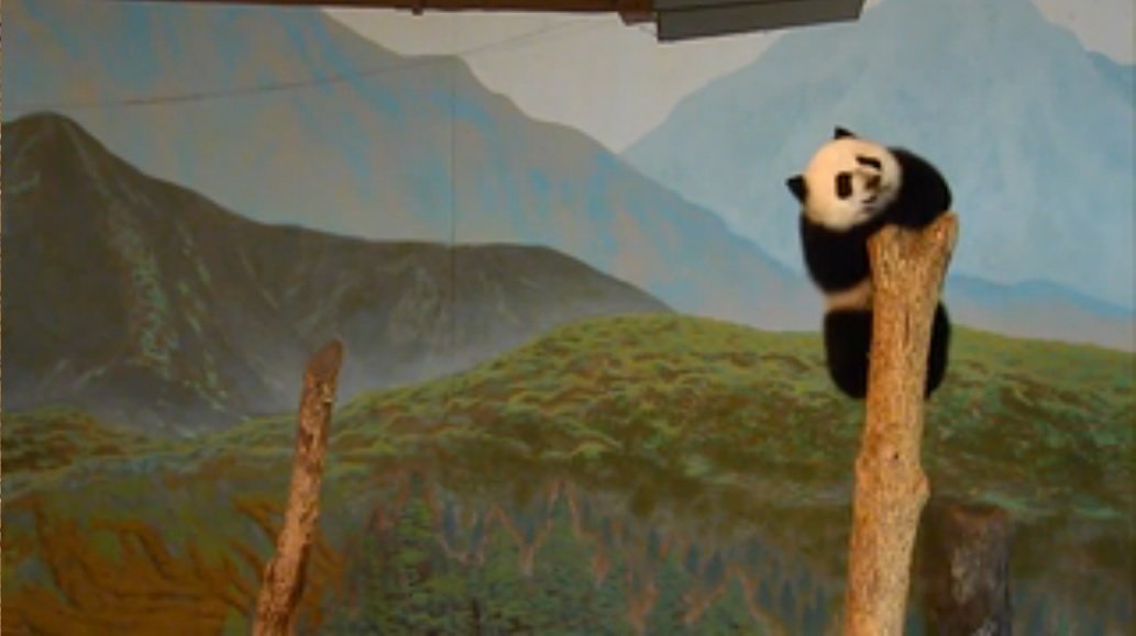 JCTango's tweet photo. Not sure if it's the same panda cub each time, but this one sure loves to climb lol
#TOPandaCam https://t.co/xjPLkokOF7