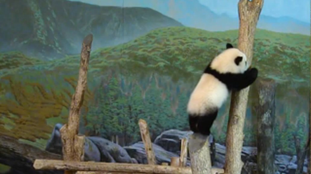 JCTango's tweet photo. Not sure if it's the same panda cub each time, but this one sure loves to climb lol
#TOPandaCam https://t.co/xjPLkokOF7