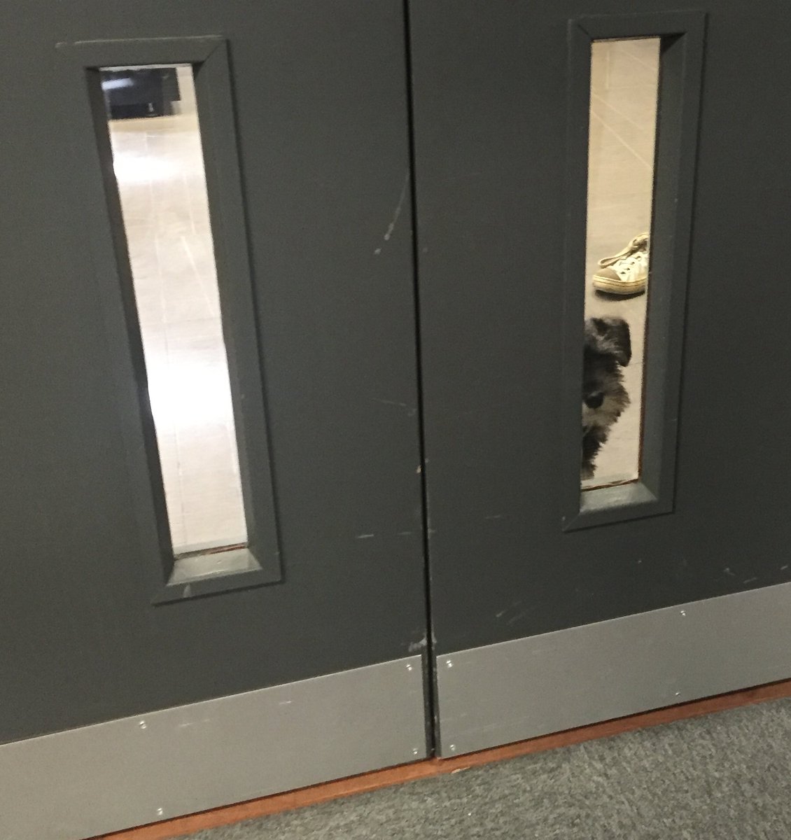 LivHopeLibrary's tweet image. Surprise visitor to Special Collections #librarymascot #nodogsallowed