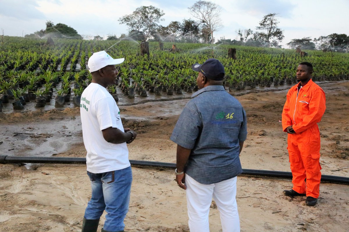 Visite d'une plantation d'huile de palme et de manioc : l'un des symboles de la diversification économique du #Gabon