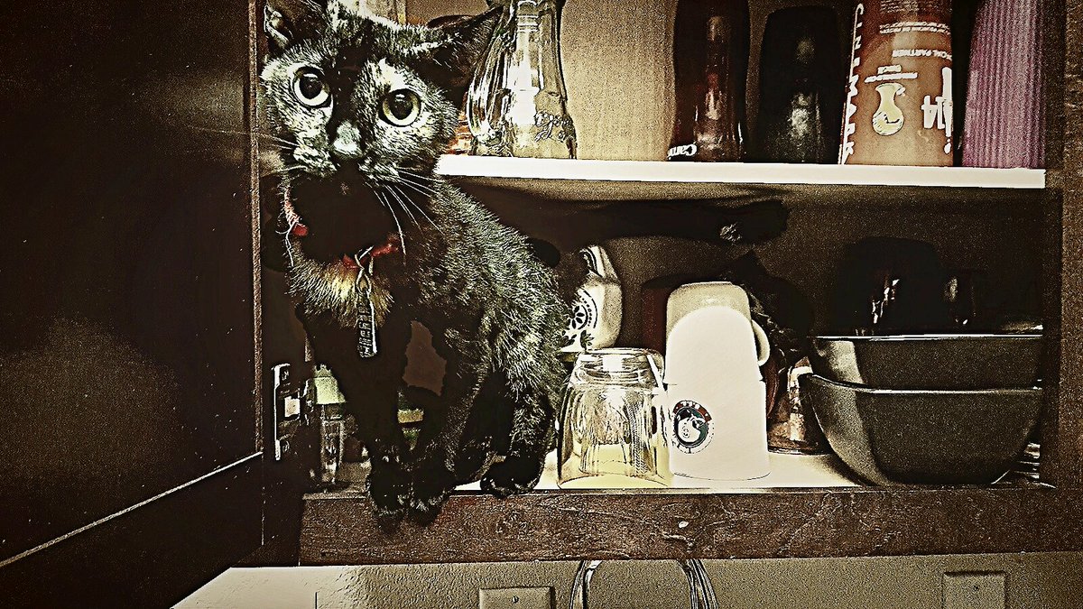 bARTenderPix's tweet photo. #cat #feline #mischief @bARTenderShots @BJacks75 https://t.co/pCh4zIJnm2