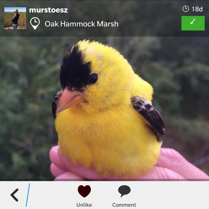 ecoexploremb's tweet photo. Great shot by @murstoesz. Congrats to Instagrammer @jennimorin for winning one-year membership to @OakHammockMarsh. https://t.co/v4t6KBfbF9