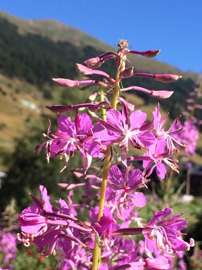 mjdazaromero's tweet photo. #Pirineos #ValleDeIncles... Flora, fauna y casas de piedra! 😊 https://t.co/v4joT18nKN