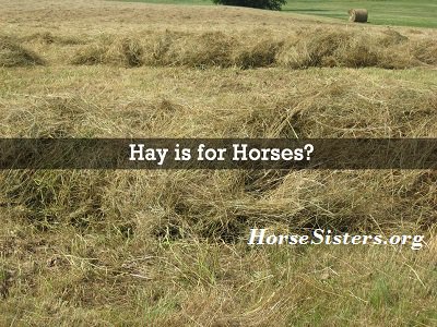 HorseSisters tweet picture