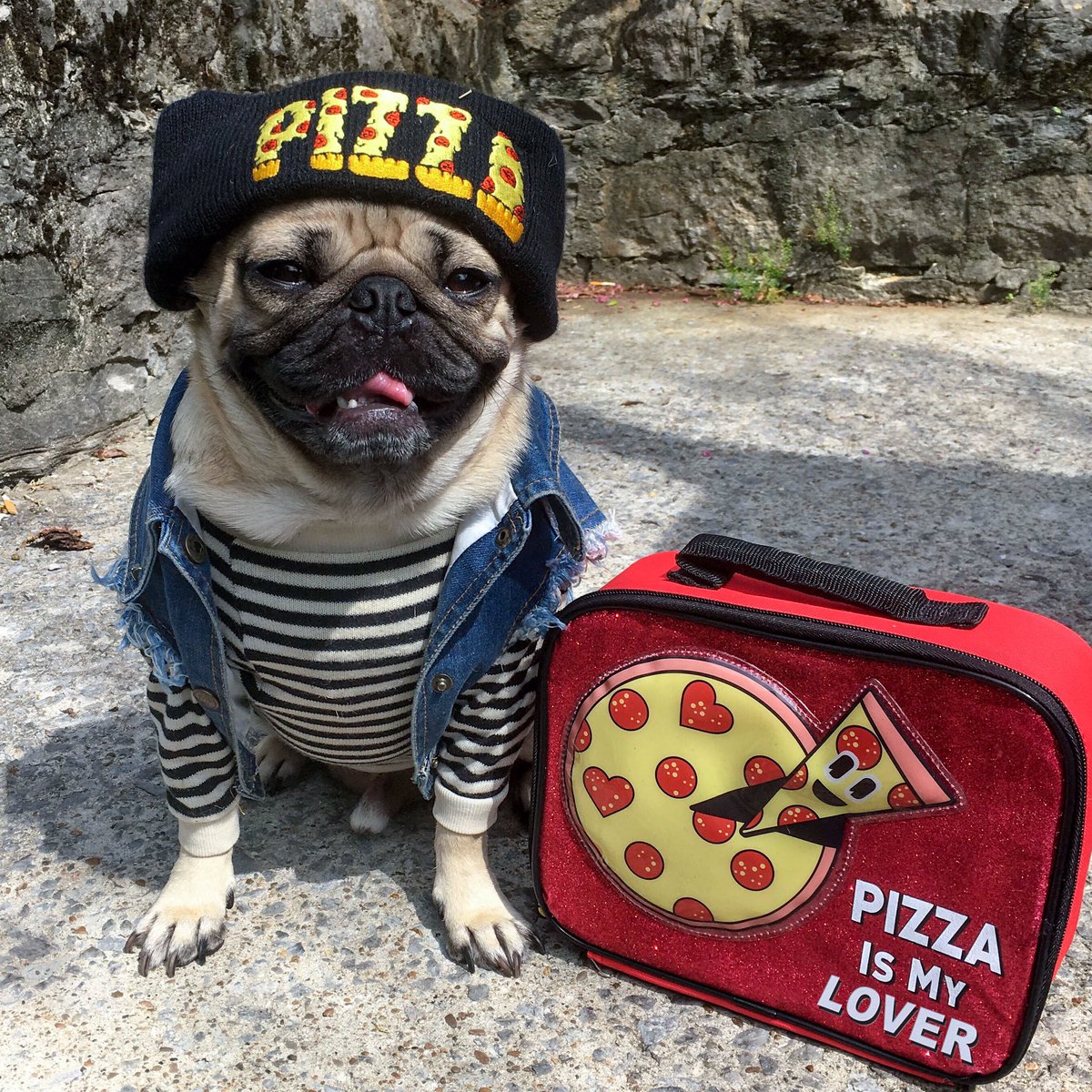 9 cute pictures of Doug The Pug