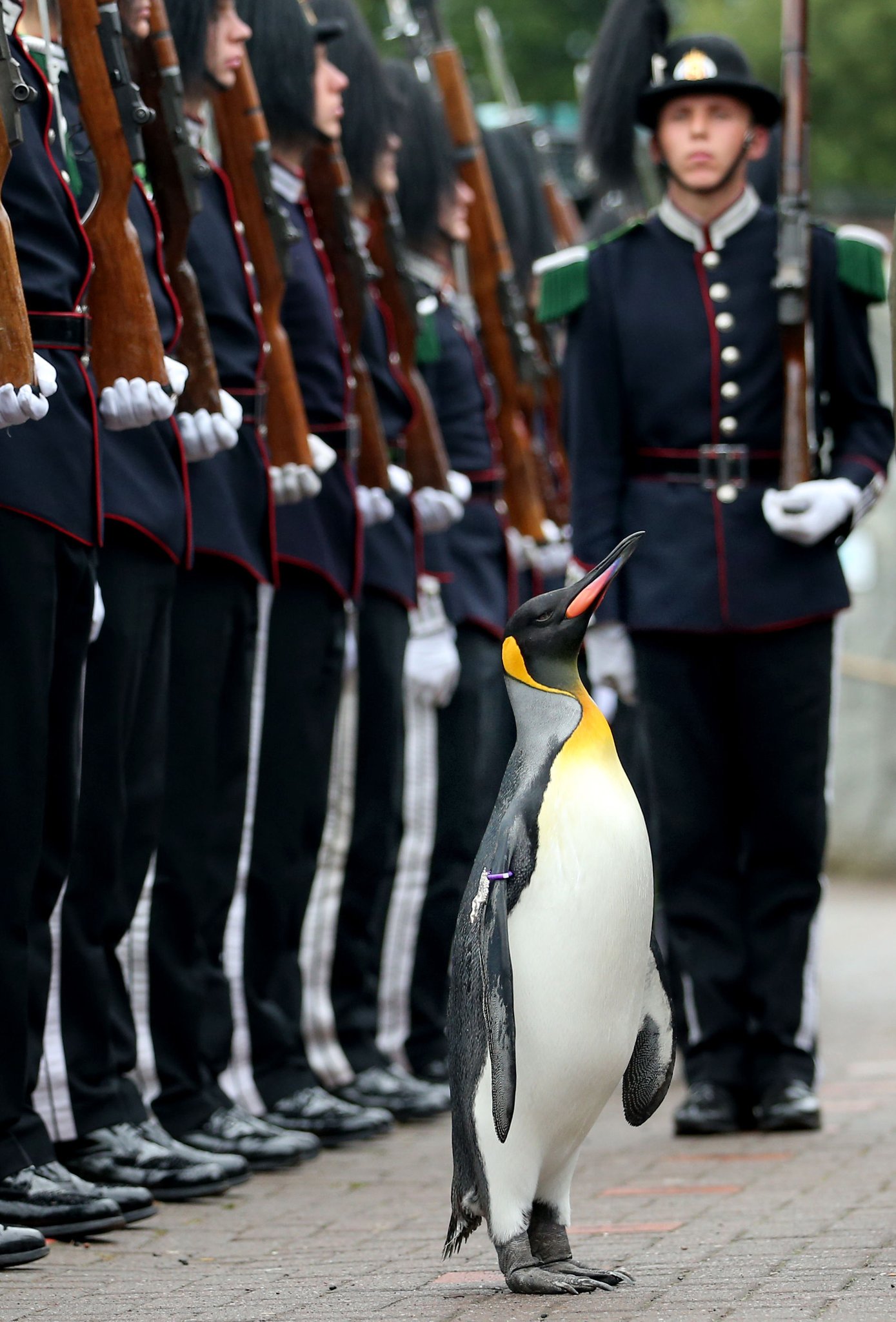 Suizou 英動物園のペンギン ニルス オーラヴ卿 が ノルウェー近衛部隊の連隊長から准将に昇進 堂々の閲兵式 ロイター T Co Luz3l3kcds Suizou 英動物園のペンギン ニルス オーラヴ卿 が ノルウェー近衛部隊の連隊長から准将に昇進 堂々の閲兵式 ロイター T Co Luz3l3kcds