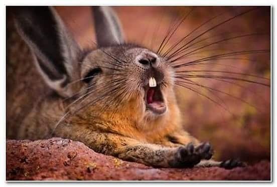 ¡Que sueñecito! #BonaNit #BuenasNoches #Conill #Conejo