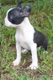 FreeBigRuby's tweet image. Waiting for my new family to come and get me... #FreeBigRuby