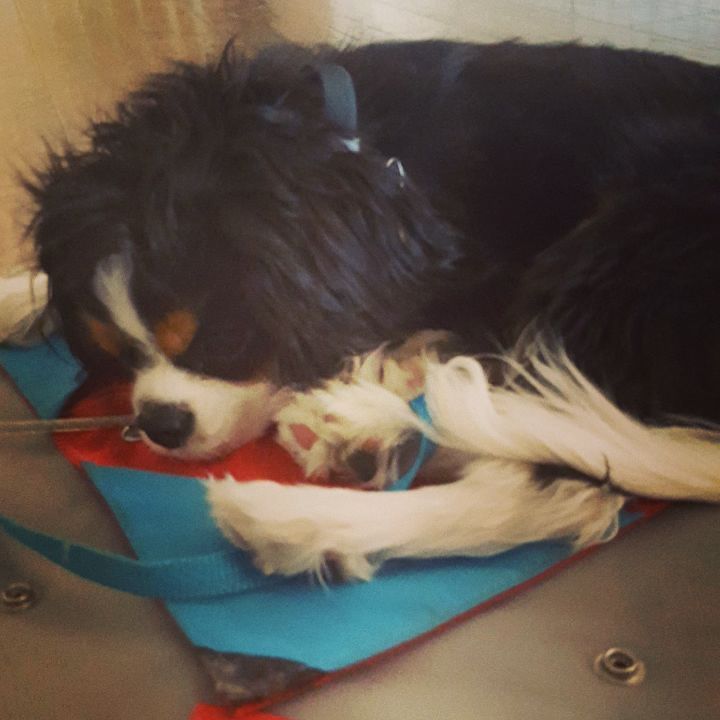 gifts17's tweet photo. There's nore than one way to use a #BusterActivitymat! #cavalierkingcharlesspaniel #doggam… https://t.co/j98hM88Kjm https://t.co/C9HxHWXMNB