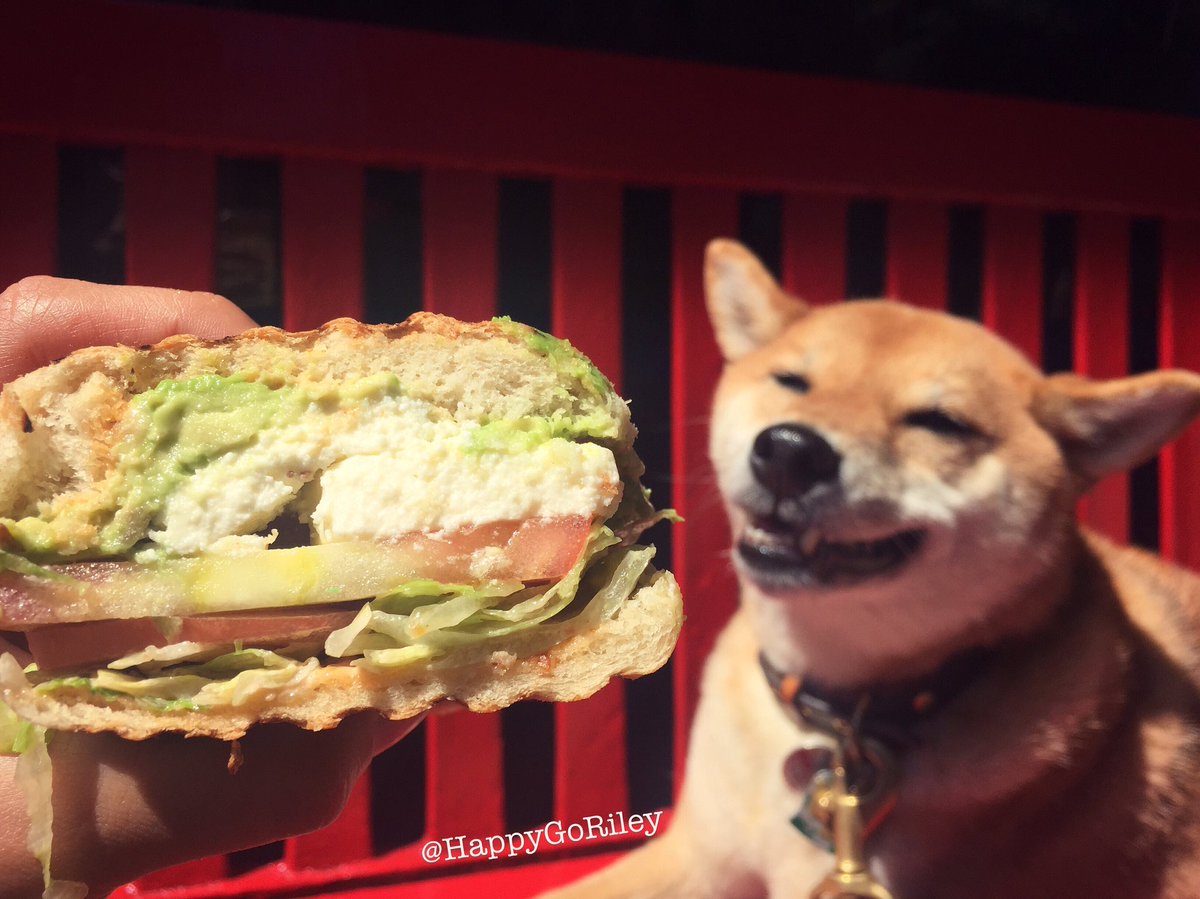 Avocado and White Cheese Torta by <a href="/cafehabana/">Cafe Habana</a> !!🍴🤗 #newforkcity #nyceats #dogsofnyc #lunchtime #officedog