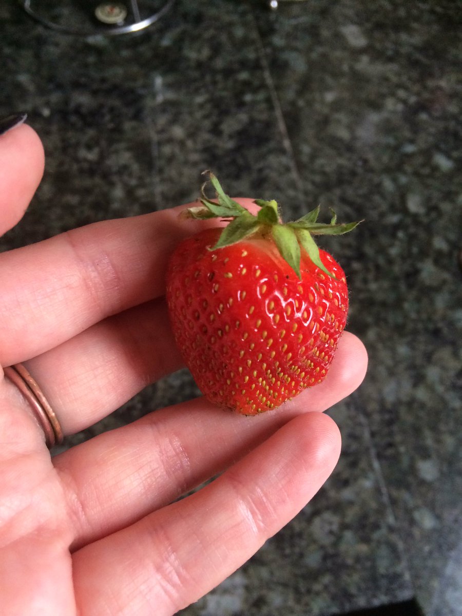 Ready_Sow_Grow's tweet photo. First strawberry of the season #growyourown https://t.co/OhtwL2AH00