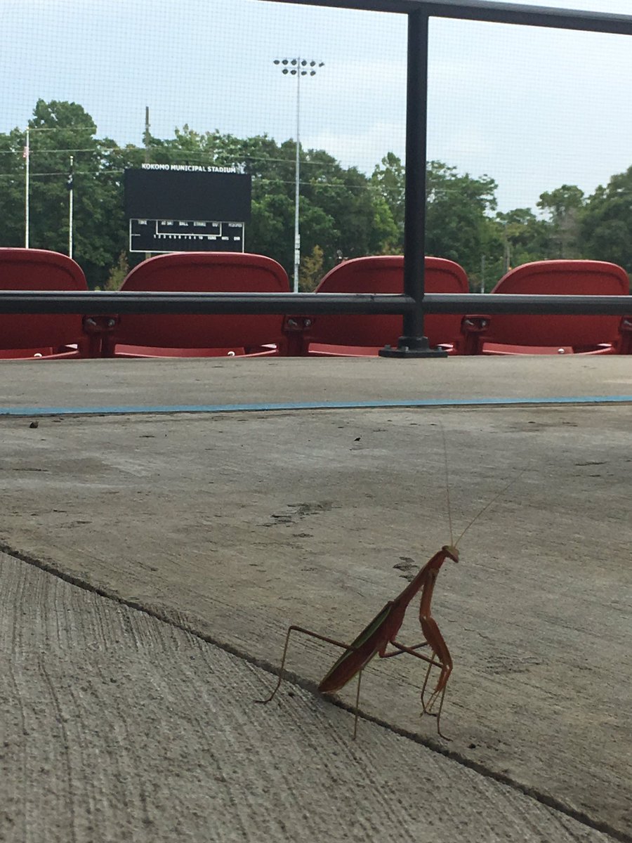 KokomoMantisFC's tweet photo. We've got our own @RallyMantis @KokomoMantis right here in @CityofKokomo  @BlueJays @RedSox https://t.co/CmipizVhZN