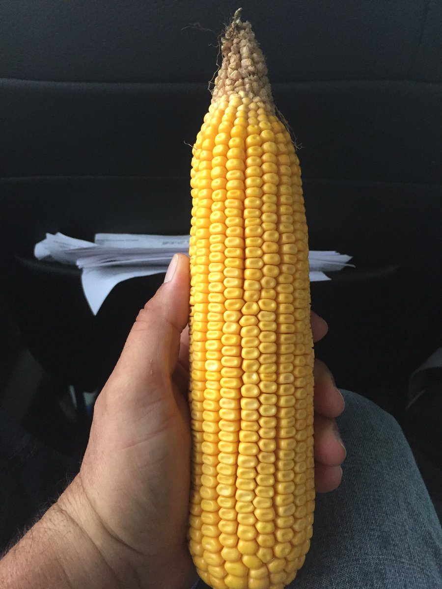 Brooks Brenn tweet media