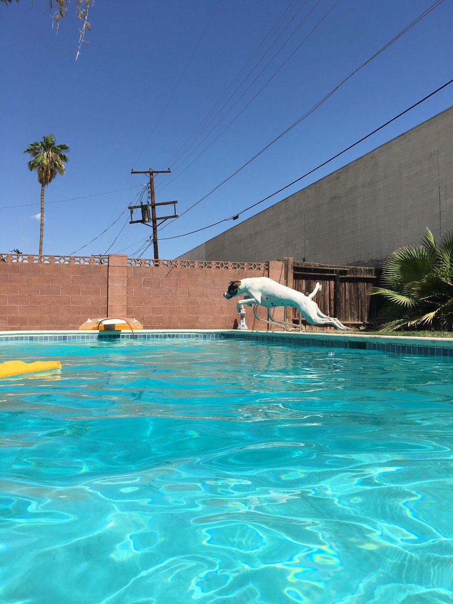 TheRealJerri's tweet photo. @Smiley360 #SweeTARTY #FollowYourTart #TeamMiniGummies A3: my dog Willow flies for them https://t.co/6u5RIfItbT