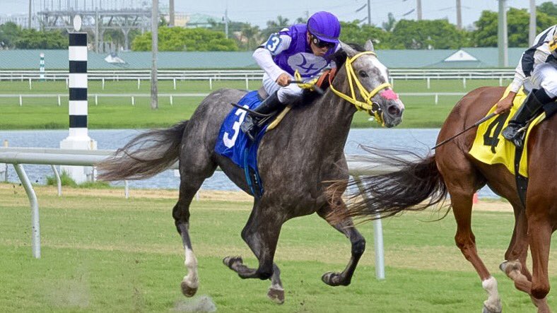 Silver Diva (Circular Quay-Chippi by Trippi) won by DQ in race 3 at <a href="/GulfstreamPark/">Gulfstream Park</a> , <a href="/JaramilloJockey/">Emisael Jaramillo</a> up
