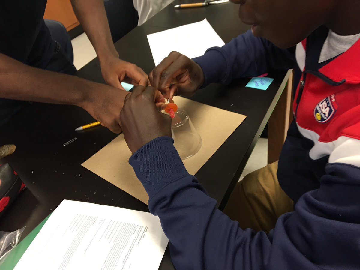 clayton_biology's tweet photo. Sometimes it seemed Fred didn't want to be saved! #steam #realscience #problemsolving @atmsenior @Dgangeri #verabio https://t.co/p3zogcIV0A