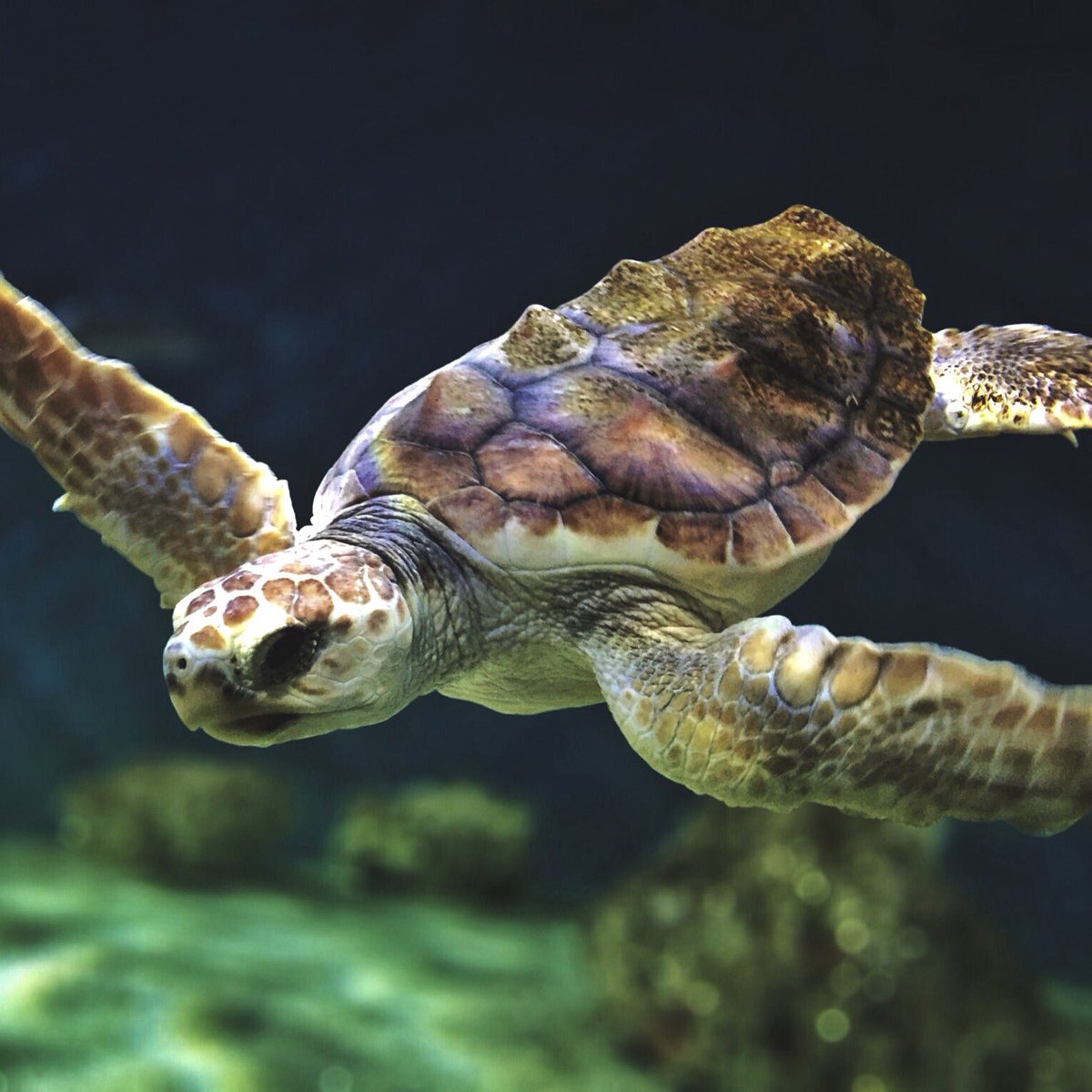 jimm_perdue's tweet photo. Turtle Power! Shot on iPhone, edited with #Snapseed &amp; #Mextures https://t.co/7jCICLCTPJ