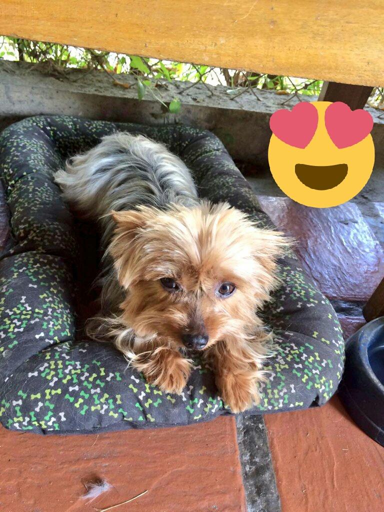 Busco novia para monta por primera vez toda una belleza