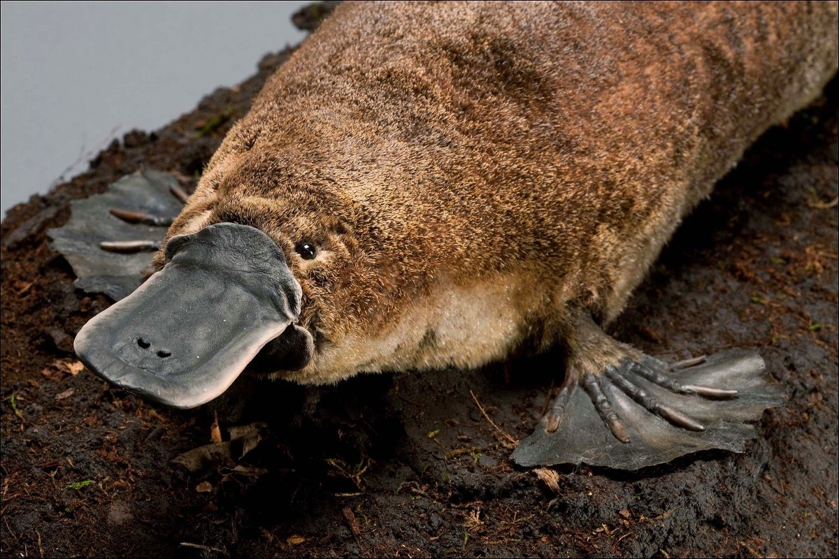 AMNH's tweet photo. Did you know the platypus is a monotreme? Learn more about their characteristics: https://t.co/AhWa262mFQ https://t.co/qsUQZbnYh9