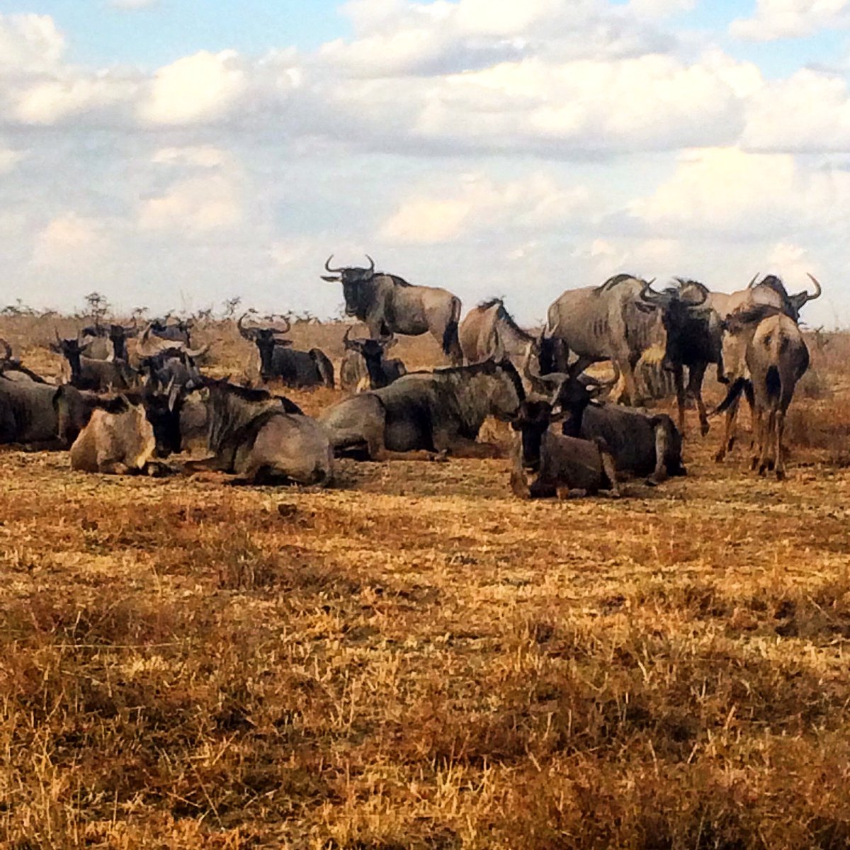 lanatravel2's tweet photo. @ANYKnowVideo @theroamingfork @AfricaTravelCo @naturebunny007 Thanks for following me.#Wildebeasts in #Kenya https://t.co/w2O7IPq393