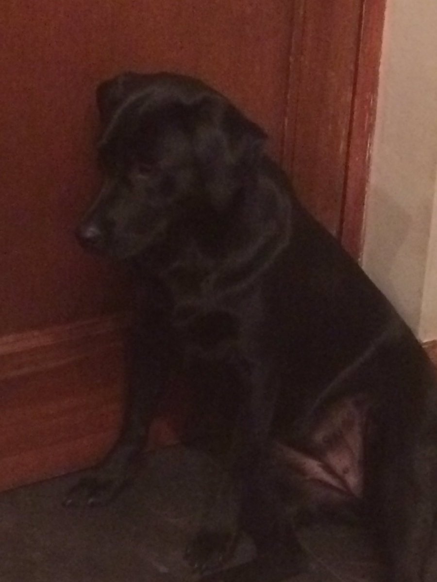 BavarianMH's tweet photo. Anybody else's dog sit like this? #nancybear https://t.co/tLC6tMHc7t