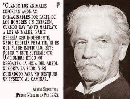 deynamles's tweet photo. EL MALTRATO ANIMAL ES UN DELITO EN EL EDO. D PUEBLA!  DENUNCIALO HA TUS AUTORIDADES LOCALES Y ESTATALES! AYUDANOS!!! https://t.co/e4oSar9UIc