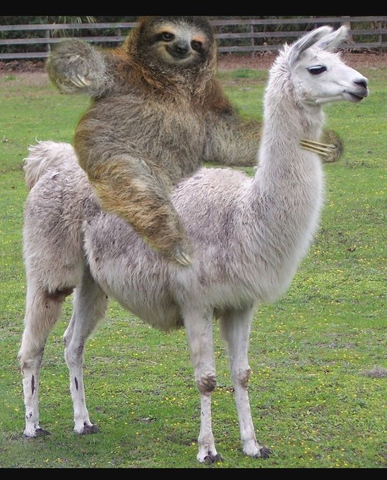 Found my two fave animals photoshopped together what https://t.co/DWMWt8oC09