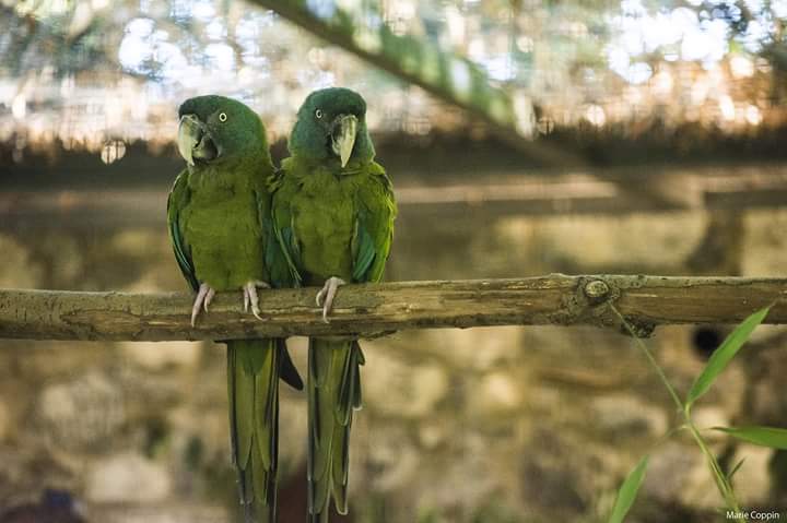 PhotoCoppinM's tweet photo. @PairiDaizaNews 24 août 2016 
© Coppin Marie https://t.co/sYd5cOVymg
