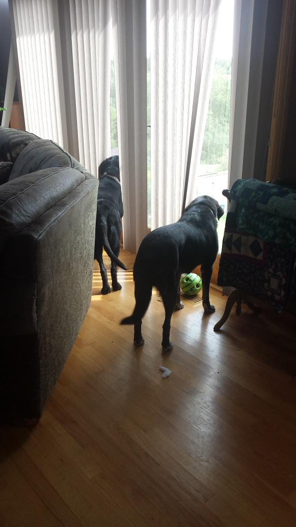 FotonicImages's tweet photo. #dog barked on #CreativeLive @norahLevine #petslovelearningtoo my dogs had 2 go to the window 2 check it out https://t.co/uA4Lw2He42