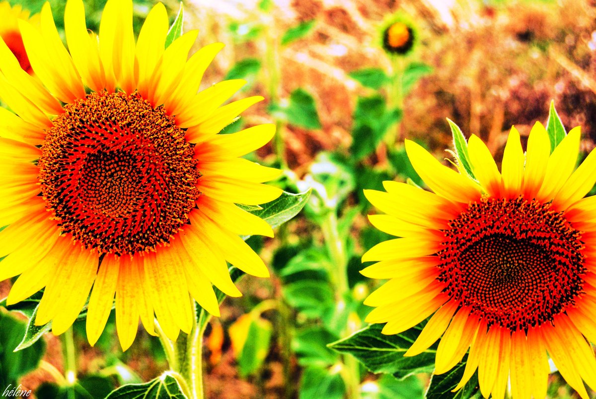 helenejosepablo's tweet photo. #Girasoles #Tournesol #Montbarbat #Clairac #LotEtGaronne #Aquitaine #France https://t.co/dR6r0CGoY3