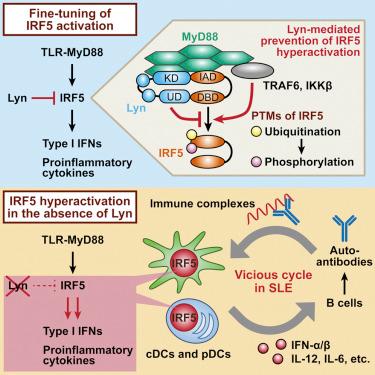 ImmunityCP's tweet photo. Tamura&co: Lyn binds & suppresses IRF5 in the TLR-MYD88 pathway to restrain autoimmunity https://t.co/nqIx08kJt7 https://t.co/iVKgzWFr3n