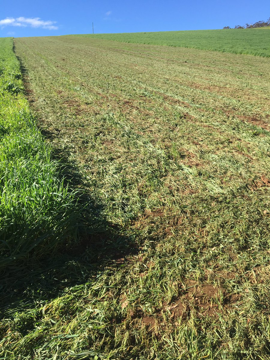 NRose_89's tweet photo. Mulching oats for green manure-getting the paddock ready to plant! @FreshPotatoesAU #spudfarming #southerndirtYouth https://t.co/hKNdktrBER