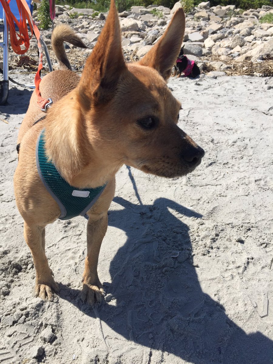 PICKMICK2016's tweet image. Dog beach life...💗Mick🐾