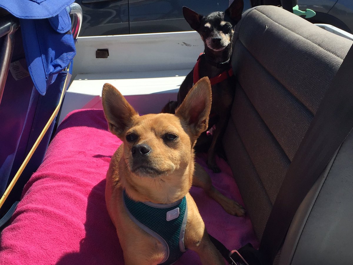 PICKMICK2016's tweet image. Jeep life en route to dog beach 💗Mick🐾