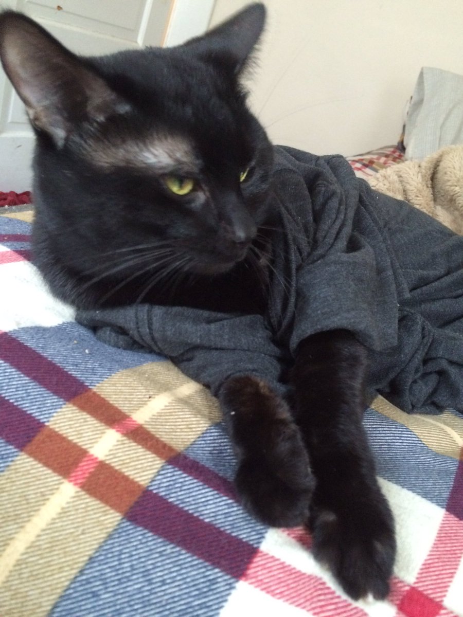 This is my cat in a T-shirt. Happy Wednesday.