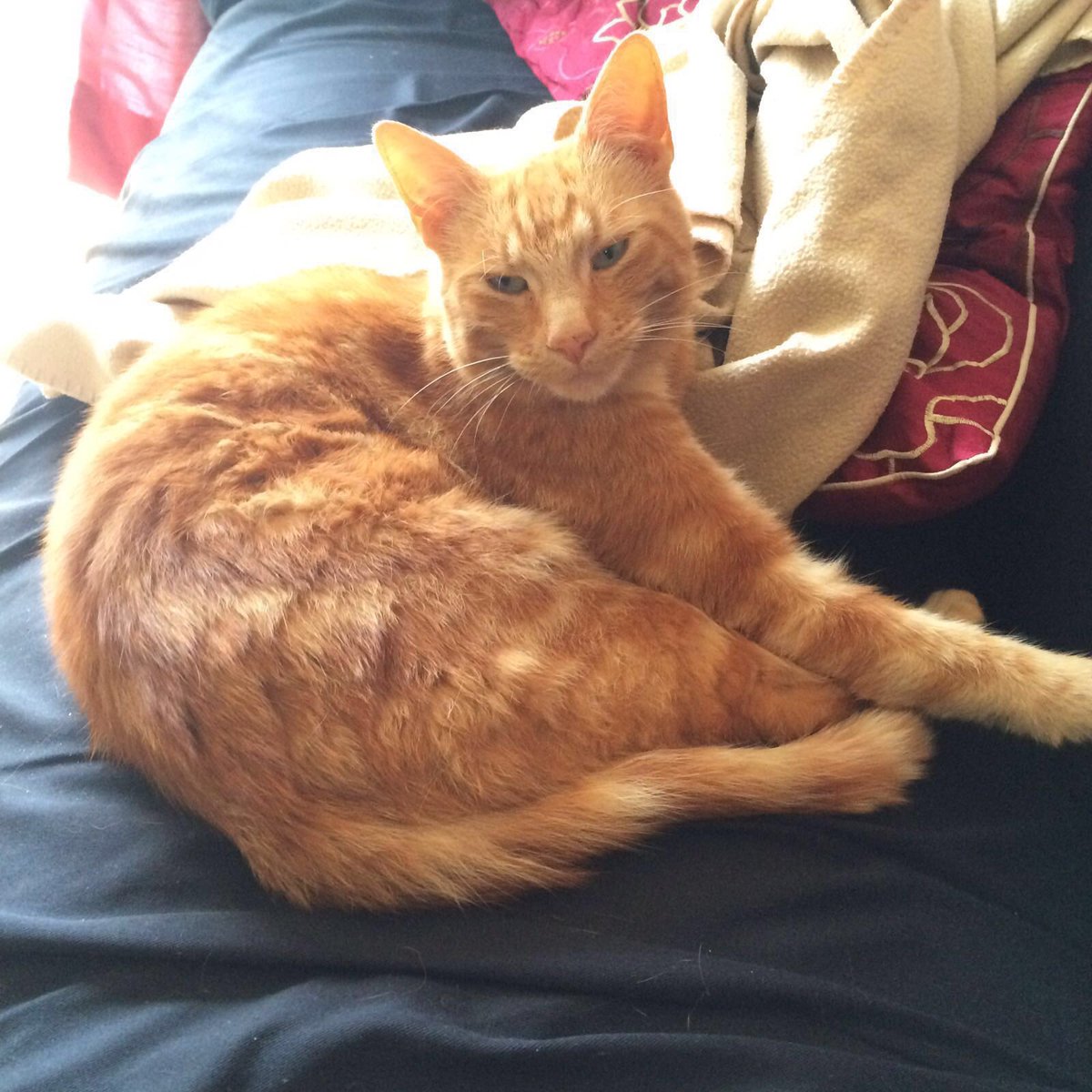 katapillar85's tweet photo. https://t.co/OYQKbirtTJ #findDwayne #MissingCat #GingerCat #Preston #AnimalSearch https://t.co/mir7EA8KKL