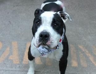 UrgentPart2's tweet photo. SNOOPY - A1086768 - Please Share:TO BE DESTROYED 08/25/16  ***NEW HOPE RESCUE ...
https://t.co/hXMzOkeWO2 https://t.co/dwp5HmZqLa