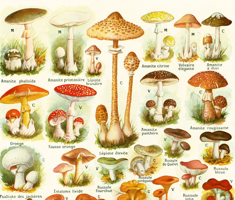 Mushroom Chart