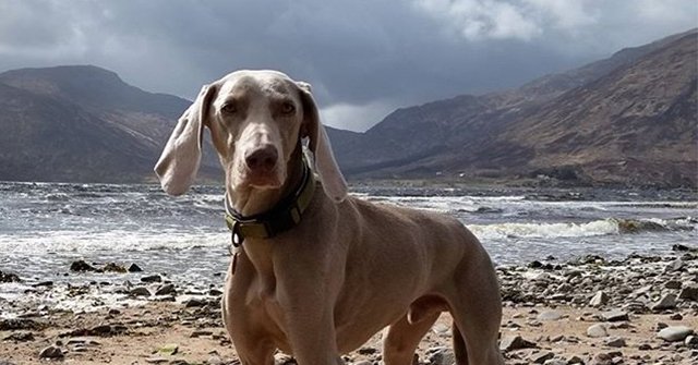 pawedin's tweet photo. Ancient Egyptians revered their dogs so much that when they died they would mourn for days. https://t.co/s5CzcuTKWJ